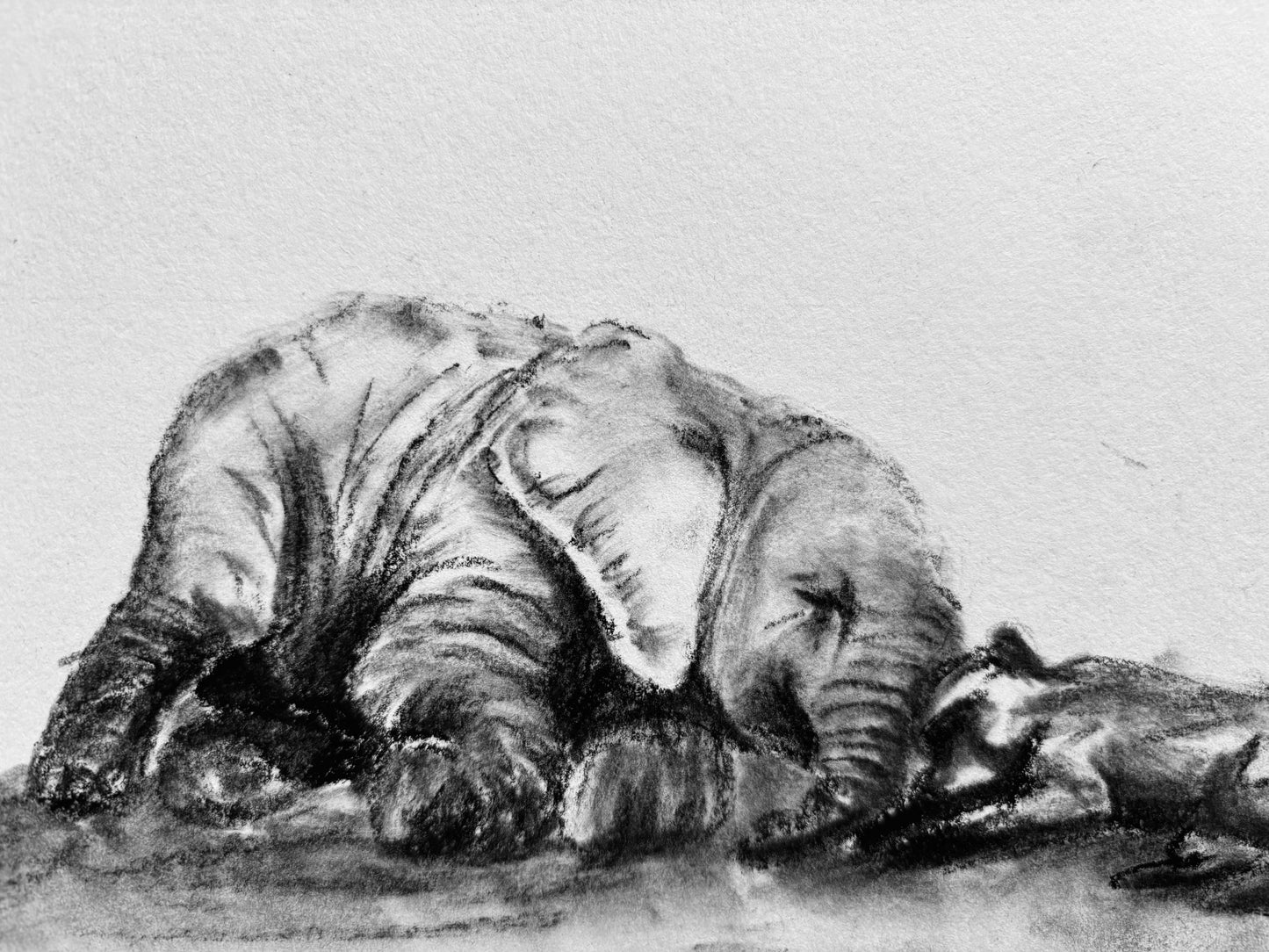 Trunk and Tails - series 4/4